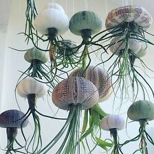 No Soil House Plant - Hanging
