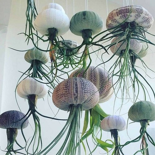 Soil house plant hanging - plant,