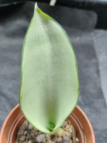 Succulent houseplant - succulent,,