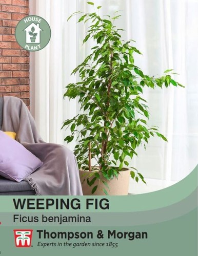 Weeping fig ficus benjamina - ficus,