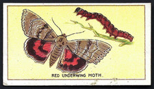 BRITISH AMERICAN (PLAIN) -