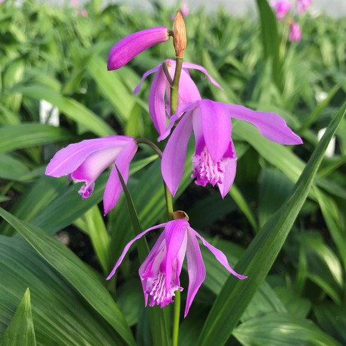 Bletilla striata hardy - striata., pink