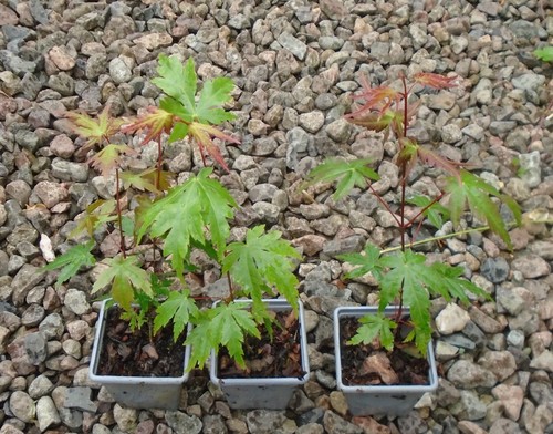 Acer palmatum japanese maple - 3,
