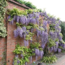 Wisteria Floribunda Double