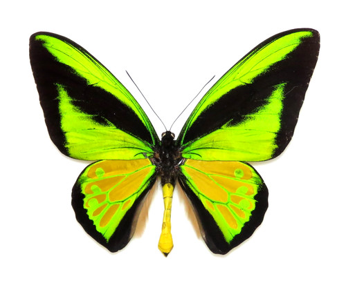 Ornithoptera goliath procus