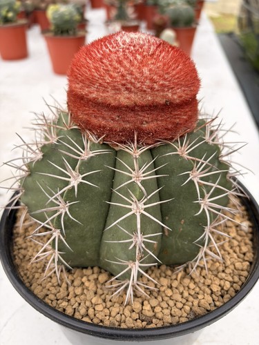Melocactus matanzanus cactus - melocactus,