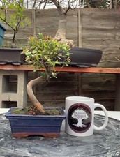 Sageretia Chinese sweet plum