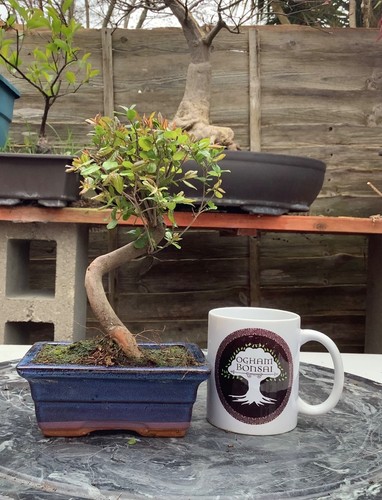 Sageretia chinese sweet plum - sageretia,