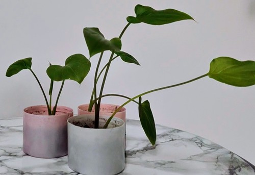 Calla lily starter plants - 3,
