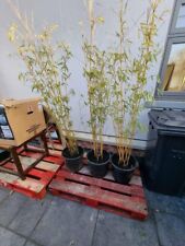 Yellow non invasive bamboo