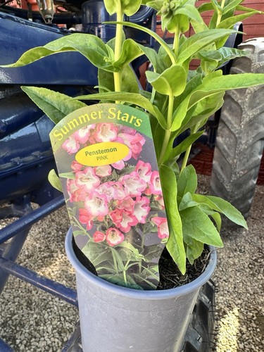 Penstemon pink flowering - penstemon,