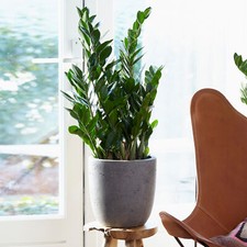 Zamioculcas large indoor house - zamioculcas,