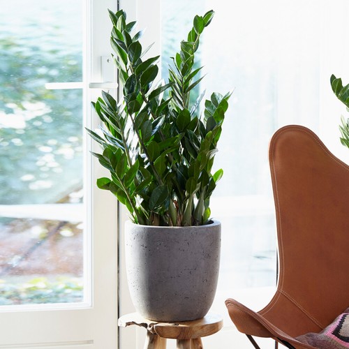 Zamioculcas large indoor - zamioculcas, house
