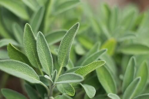 Italian sage salvia - sage,,