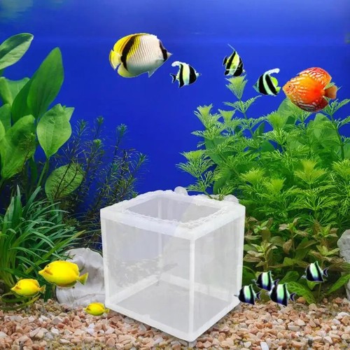 Aquarium fish tank guppy - s/,