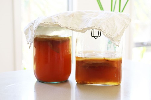 Organic kombucha scoby starter - kombucha,