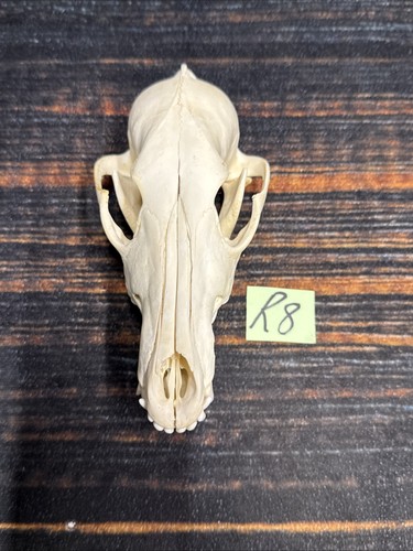 Rare odd coyote skull unique - odd,