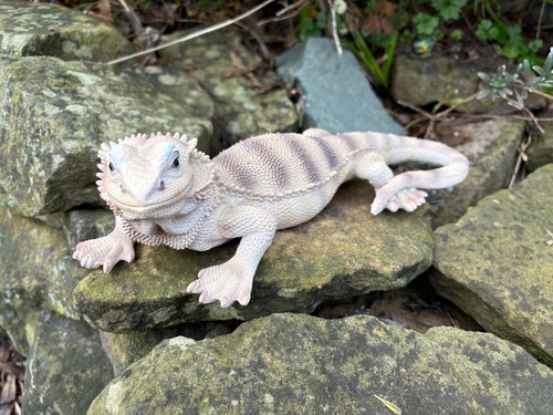 Vivid arts bearded dragon - vivid,