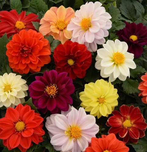 Dahlia mini plug plants - , mixed