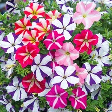 1000 seeds Petunia nana compacta Star mixed + FREE REUSABLE PLANT LABEL
