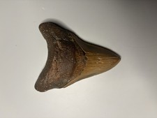 megalodon tooth