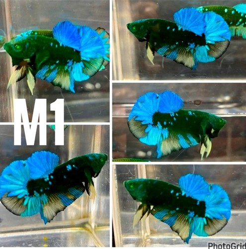 Live betta fish - live, plakat