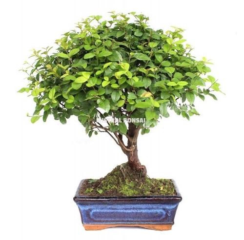 Sageretia bonsai chinese - ,