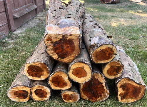 English yew - 10,