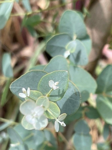 Eucalyptus gunnii cider gum - eucalyptus,