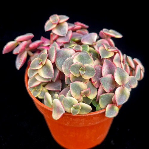 Crassula marginalis calico - marginalis, 'calico