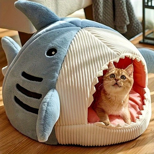 Shark cat kitten small dog - kitten,