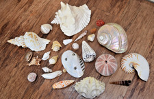 Sea shells Seashell shell collection job lot bundle