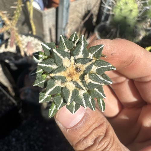 Ariocarpus kotschoubeyanus - #5,