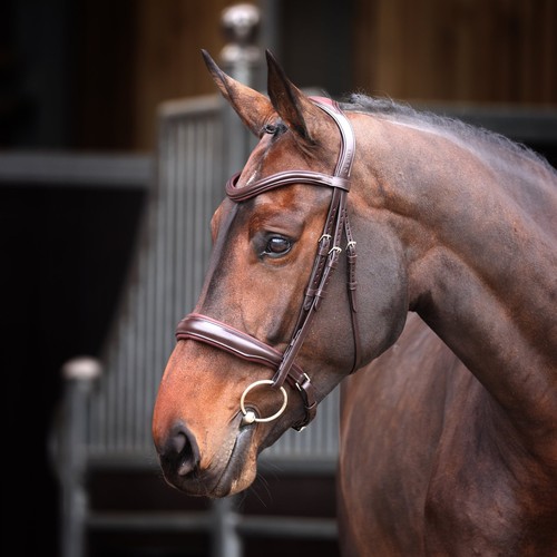 Shires lusso elite padded - shires,