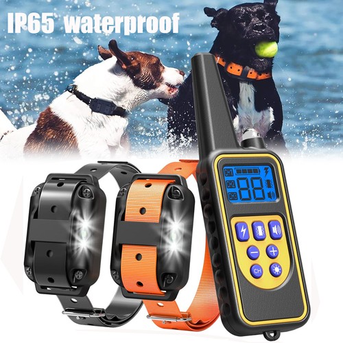 3000 dog training - ft,