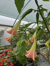 Brugmansia Rosea - Pink Angels Trumpets - 3ltr pot 50-60cm
