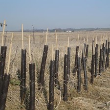 BROWN SPIRAL TREE GUARDS PLANT RABBIT PROTECTION AND SUPPORT VARIOUS SIZES