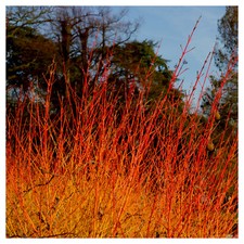 Cornus Sanguinea/ Winter