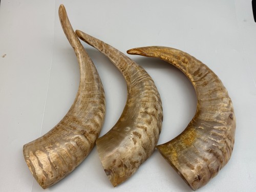 1pc indian semi polished - indian, sheep