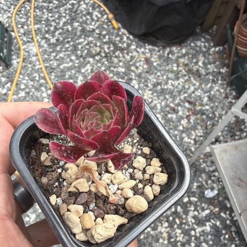 Aeonium zwartkin variegated