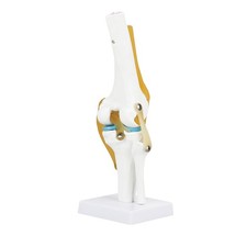 Life Size Human Knee Joint Model For Skeleton Anatomy Study Teach With Ligament
