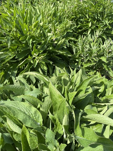 Comfrey bocking crown - bocking,
