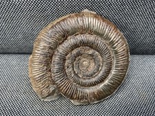 Dactylioceras tenuicostatum