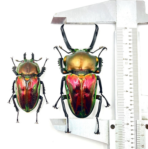 Phalacrognathus muelleri