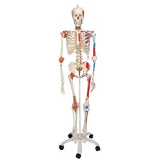 Human Skeleton Model "Sam"