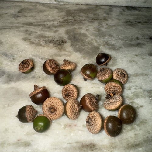 Count red oak acorns from - count,