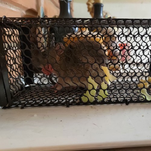 Squirrel trap humane - trap, no