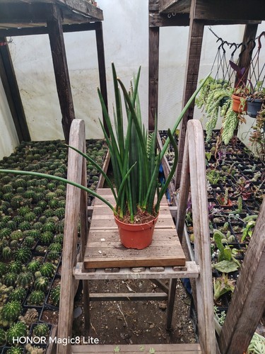 Sansevieria bacularis mikado - bacularis,