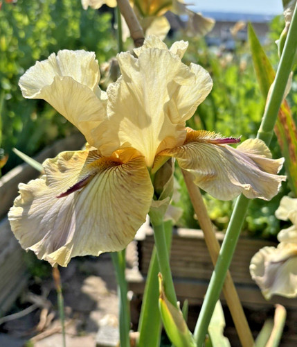 Bearded iris germanica - germanica,
