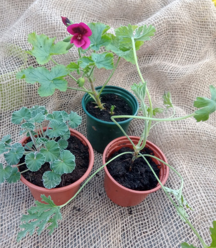 Scented pelargonium 3 - pelargonium, x